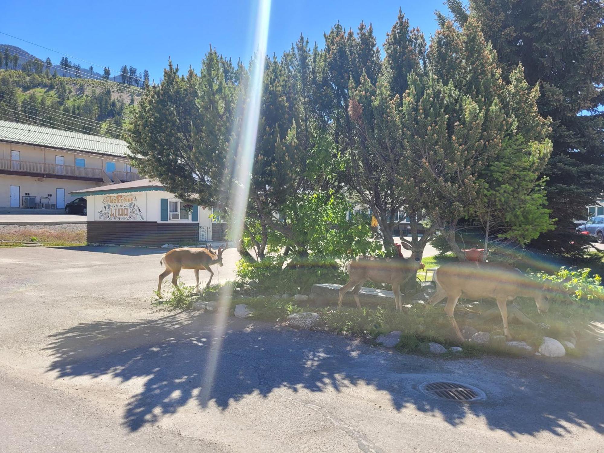 Lido Motel レイディアム・ホット・スプリングス エクステリア 写真